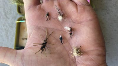 Catch bluegills with wet flies