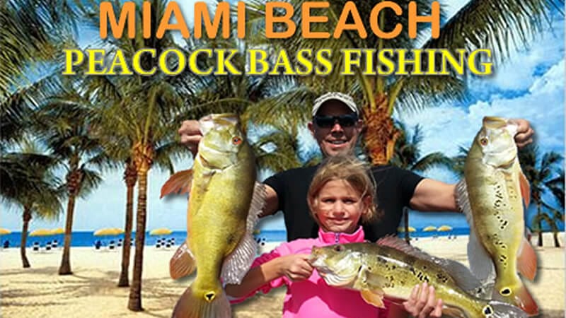 Peacock Bass charter fishing in Miami