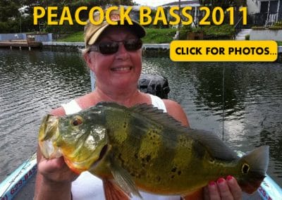 2011 Peacock Bass Pictures