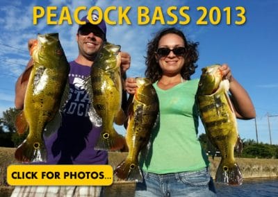 2013 Peacock Bass Pictures