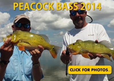 2014 Peacock Bass Pictures