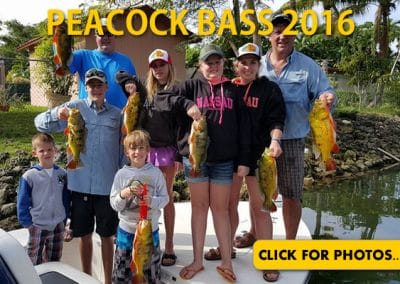 2016 Peacock Bass Pictures
