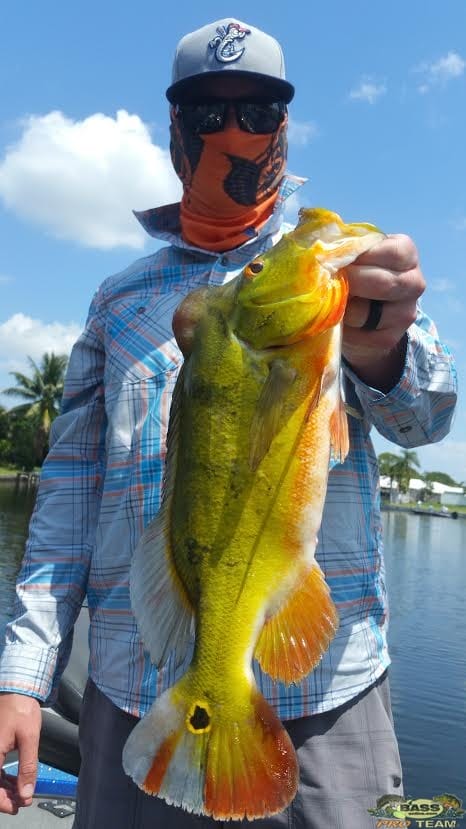 Peacock bass fishing trip Miami