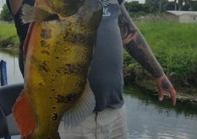Peacock Bass Fishing