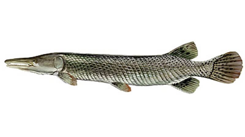 Florida Alligator Gar