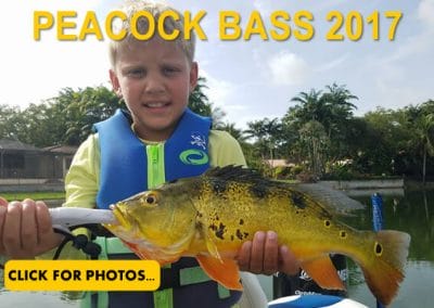 2017 Peacock Bass Pictures