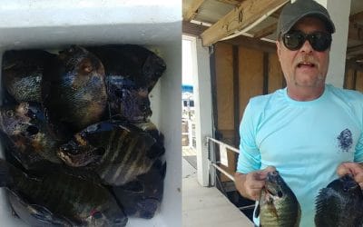 North Florida Fishing Action for Largemouth bass and Panfish