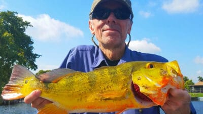 South Florida Peacock Bass Fishing