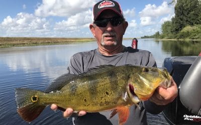 November Peacock Bass Fishing Charter in South Florida
