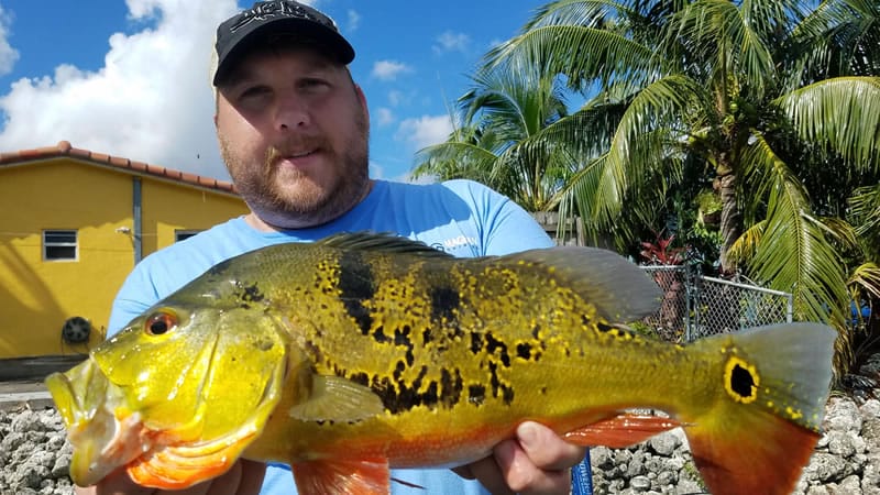 Outstanding Peacock Bass Fishing 2