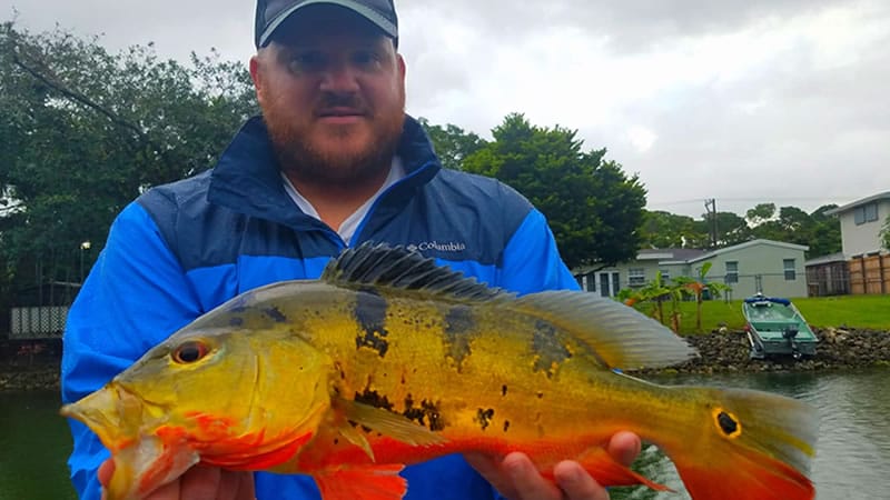 Outstanding Peacock Bass Fishing 3