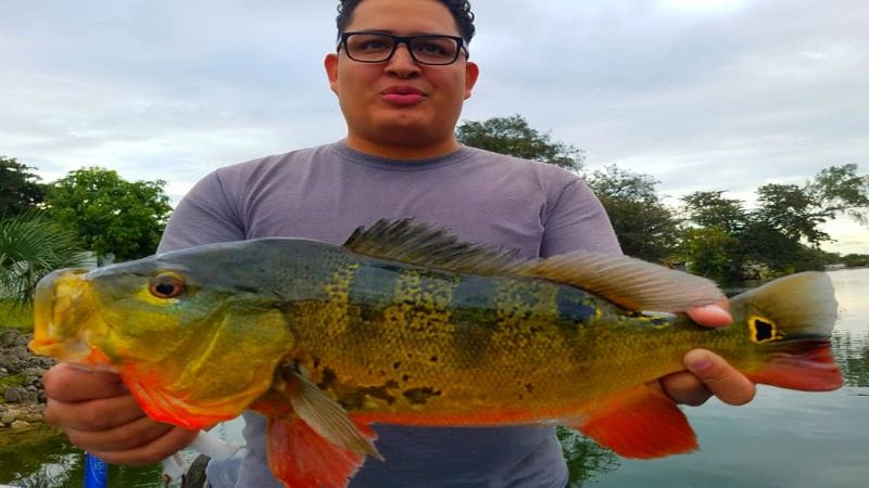 Holiday Peacock Bass Fishing 2
