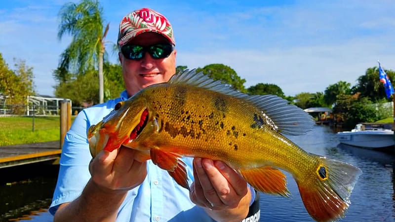 Miami Peacock Fishing Report 3