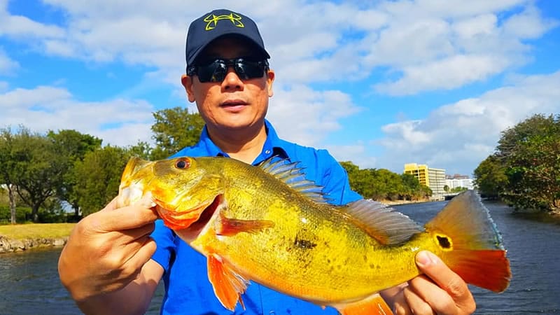 Miami Peacock Fishing Charters For Exotic Peacock Bass In South Florida