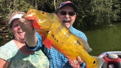 Giant Spring Peacock Bass