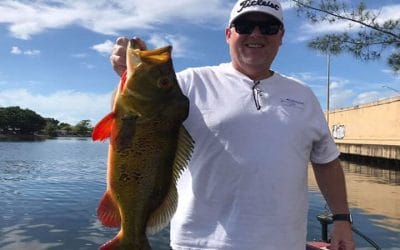 Male Peacock Bass Fishing in Sunny South Florida with Local Experts