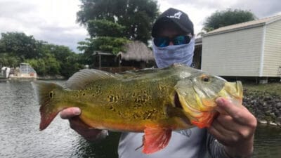 Mission Peacock Bass Fishing 2