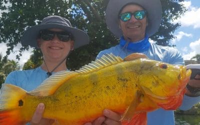 Big Florida Peacock Bass Fishing Charters in South Florida