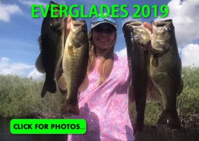 2019 Florida Everglades Pictures