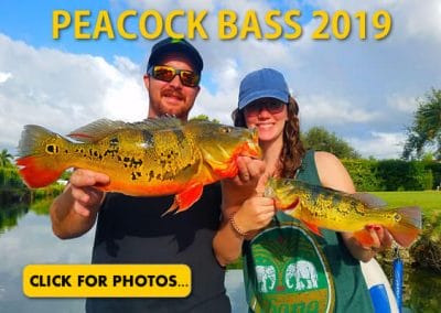 2019 Peacock Bass Pictures