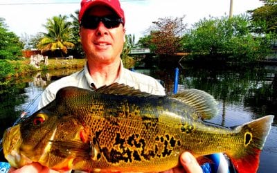 February Miami Bass Fishing for Florida Peacock Bass