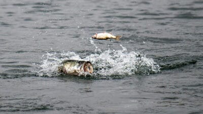 Livebait-shiner-fishing - bass fishing creature baits