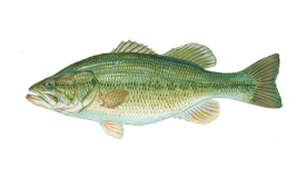 Largemouth bass live bait fishing