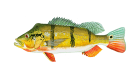 Peacock bass fishing packages