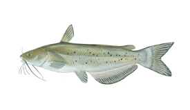 south bay redear sunfish fish