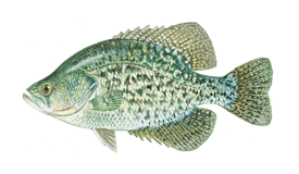 Crappie and other species