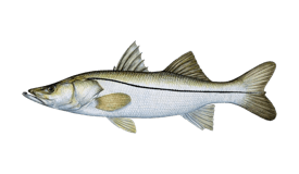 freshwater snook species fish