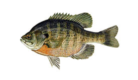 Bluegill are the most abundandant type of panfish in California