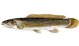 Harris Chain of lakes bass fishing charters - Bowfin