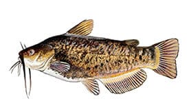 Brown Bullhead fish
