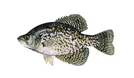 harris chain of lakes bass fishing - Crappie-Speck