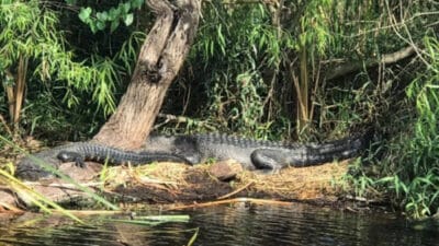 Everglades-Outdoor-Alligators