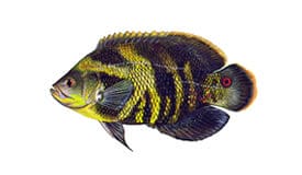 peacock bass package fishing trips