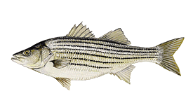 STRIPED BASS CAUGHT FROM SHORE AND BOATS