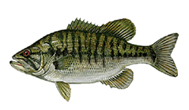 Shoal Bass in Lake Harding