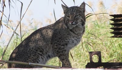 Florida Wildlife Bobcat