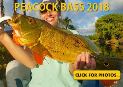 2018 Peacock Bass Pictures