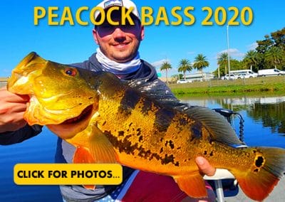 2020 Peacock Bass Pictures