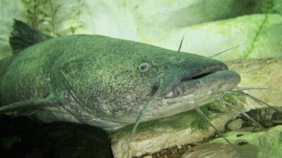 Florida angler lands 55lb record flathead catfish - Amazing Catch