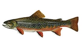 Bear Creek trout
