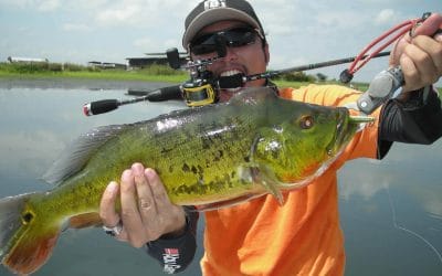 Peacock Bass Fishing in Florida: Local Travel Guide