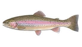 Rainbow Trout - Old picture of the Erie Extension Canal