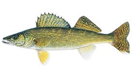 Walleye Fish - large mouth bass and trout fishing Fairview Lake PA