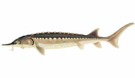 American Sturgeon Fish