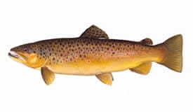 Brown Trout - Fairview Lake in US