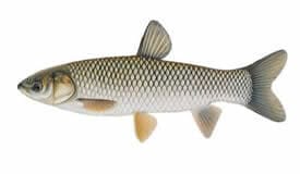 Grass Carp Fish | Complete Guide to Grass Carp Fish Species in USA